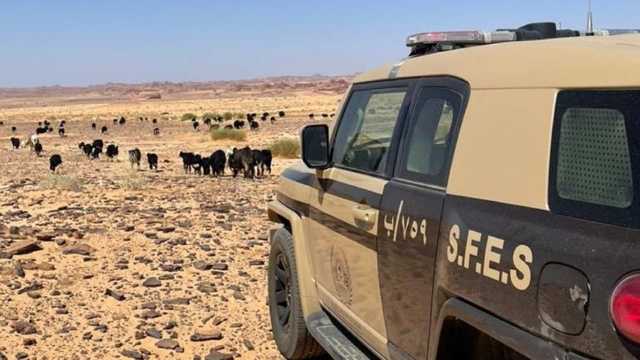 الإطاحة بمواطن لارتكابه مخالفة رعي بحائل