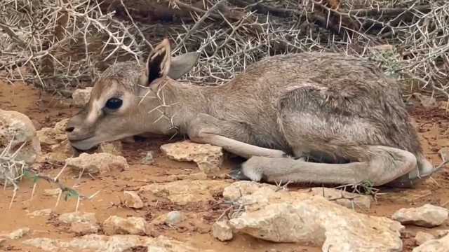 ولادات جديدة لظباء الإدمي في محمية جزر فرسان .. فيديو