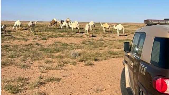 ضبط مواطنًا ارتكب مخالفة رعي بمحمية الملك عبدالعزيز الملكية