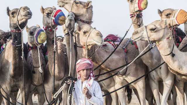 باحثة تكشف العلاقة الوثيقة بين الإبل والإنسان ..فيديو