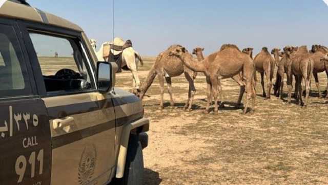 ضبط مواطن لارتكابه مخالفة رعي بمحمية الملك عبدالعزيز الملكية