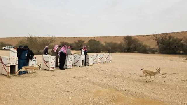 إطلاق 10 ظباء ريم في متنزه ثادق الوطني