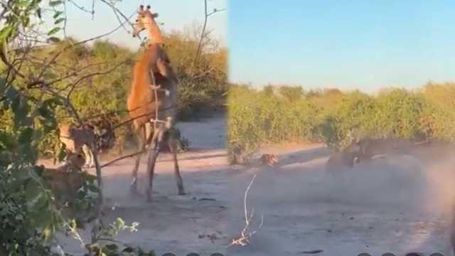 مشهد مروع لأسود تحاول اصطياد زرافة .. فيديو