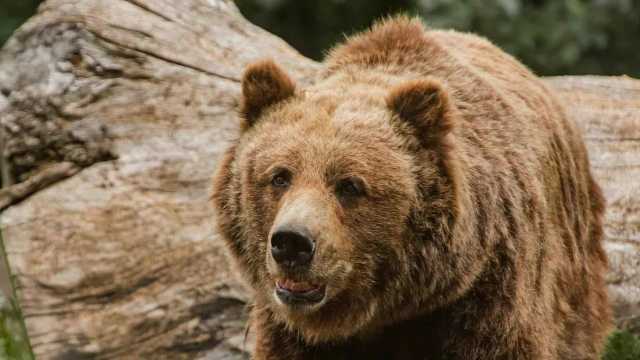 معجزة صغيرة تنقذ عائلة في سلوفاكيا من هجوم دب