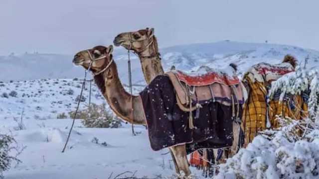 قراءة جغرافية في القيم الصغرى للمحطات المناخية بالمملكة