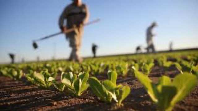 العقيل: ننبه المزارعين في مناطق شمال المملكة من تكون الصقيع ..فيديو