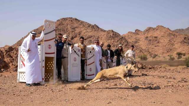 إطلاق 16 كائنًا فطريًا في محميتي الحجر ووادي نخلة