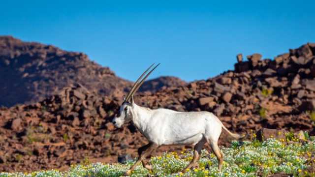 الجوف تسجّل أعلى كمية بـ 13.4 ملم في محمية الملك سلمان