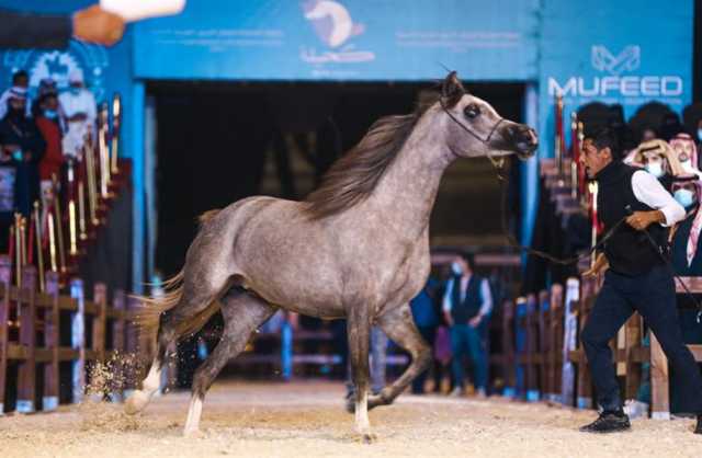 انطلاق العرض الدولي السادس لجمال الخيل العربية الأصيلة بالرياض الأربعاء القادم