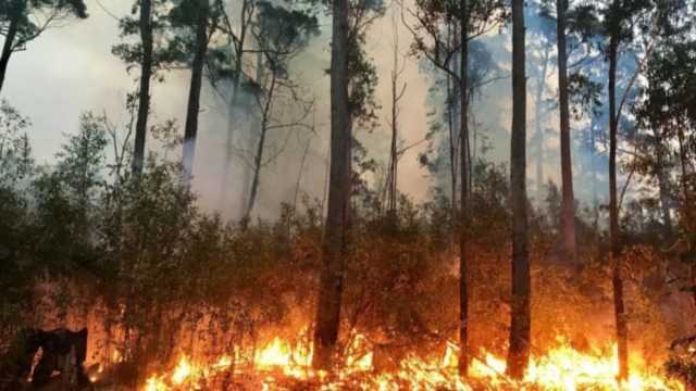 اندلاع حريق بإحدى الغابات الجزائرية وإخلاء مناطق مأهولة بالسكان