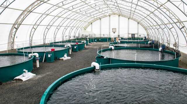 «البيئة»: أبحاث استخدام مياه الاستزراع السمكي في ريّ النخيل رفعت إنتاجية التمور