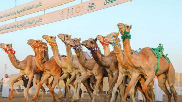 اليوم.. بدء التسجيل في كأس اللجنة الأولمبية العربية السعودية للهجن