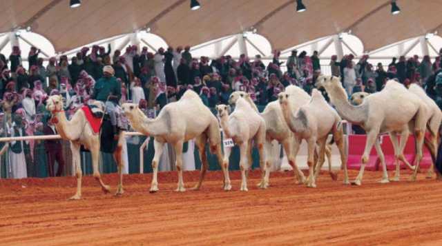 فتح باب التسجيل في منافسات مهرجان الملك عبدالعزيز للإبل