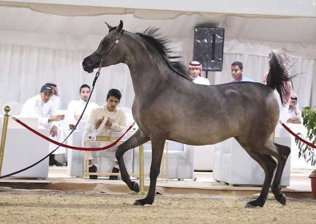 أمير حائل يرعى حفل اختتام بطولة جمال الخيل العربية الأصيلة