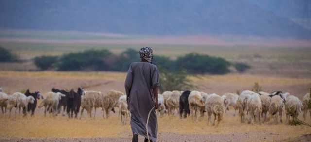 الخميس.. آخر مهلة لعودة المواشي والإبل المملوكة لغير السعوديين إلى دولهم