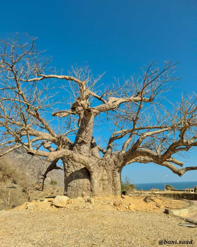 «الباوباب» شجرة معمرة في قلب جدة يتجاوز عمرها 150 عامًا