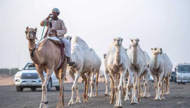 بتوجيه وتشريف أمير القصيم.. انطلاق مزاد عنيزة للإبل الثلاثاء لتفعيل السياحة التراثية والاقتصادية