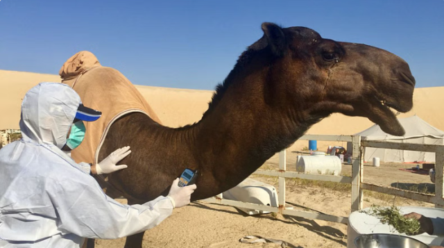 «الإرشاد الزراعي»: الأمراض والعدوى من أهم أسباب انخفاض نسبة خصوبة الإبل