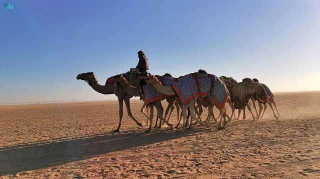 ميدان نجران للهجن يقيم سباقة الرسمي لسن «الجذاع فما فوق»