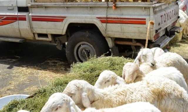 «الإرشاد الزراعي»: نقل الحيوانات بطريقة غير صحيحة يعرض فاعلها للعقوبة