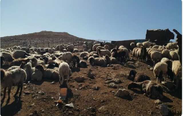 «الإرشاد الزراعي» يدعو المربين لاختيار أماكن مناسبة للحيوانات بعيدا عن مجاري السيول