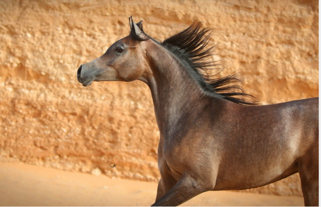 انطلاق منافسات بطولة حائل لجمال الخيل العربية الأصيلة في نسختها الثانية الخميس المقبل