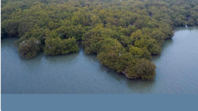 أشجار المانجروف على البحر الأحمر .. حماية بيئية منوعة وموطن الكائنات البحرية