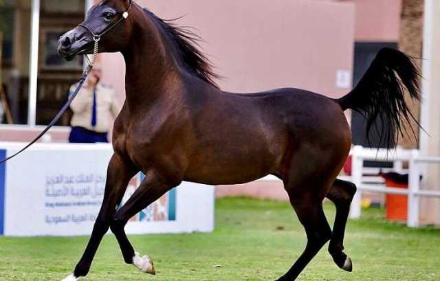 انطلاق بطولة حائل لجمال الخيل العربية الأصيلة في نسختها الثانية غدًا