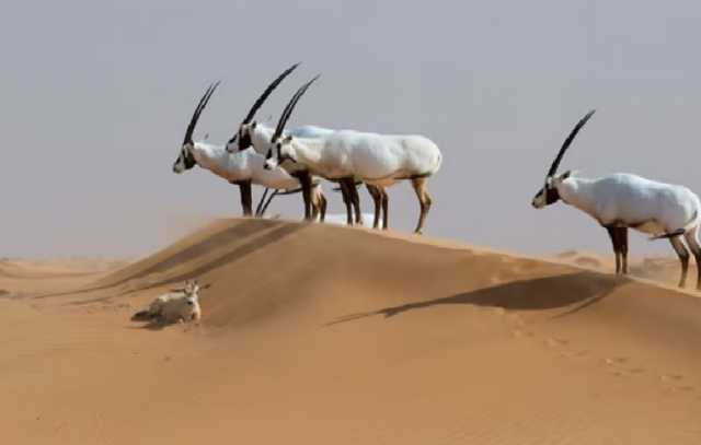 باحثة بيئية: 7 كائنات مهددة بالانقراض في المملكة منها المها العربي