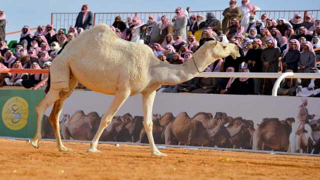 انطلاق منافسات أشواط الهجيج بمهرجان الإبل