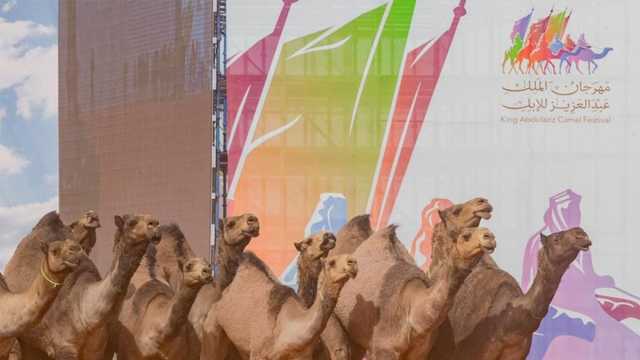 اختتام فعاليات تحكيم اليوم الرابع بمهرجان الملك عبدالعزيز للإبل