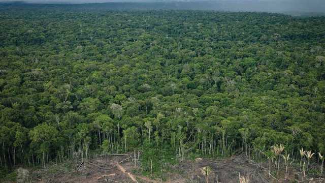قادة دول أمريكا الجنوبية يجتمعون في قمة حاسمة لحماية غابات الأمازون