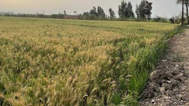 من المستفيد من توسع مصر بشراء القمح من الخارج على حساب الإنتاج المحلي؟ (صور)