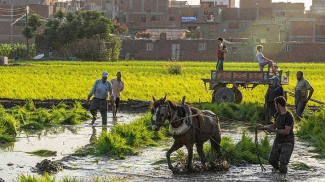 أقدم البلاد زراعة.. المصريون يودعون زمن الخضر والفواكه الرخيصة