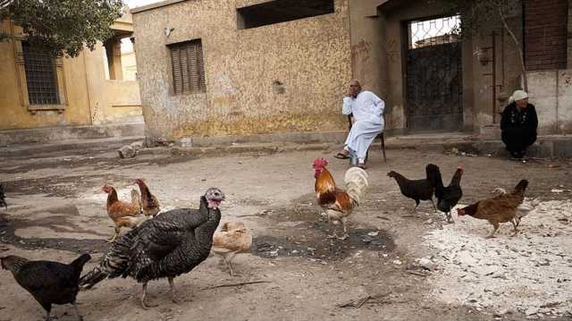 تفاصيل احتكار شركات عربية لصناعة الدواجن في مصر.. مواطنون يأكلون أرجل الدجاج