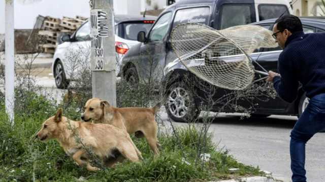 كلاب ضالة تقتل ستينيا في تونس.. الرابع منذ بداية العام
