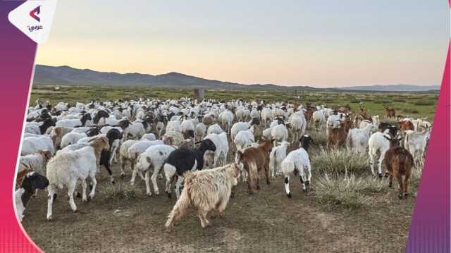 السودان ضمن أكثر الدول امتلاكا للأغنام للعام 2024 (إنفوغراف)