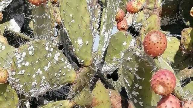 الحشرة القرمزية تفتك بمحصول التين الشوكي في دول المغرب العربي