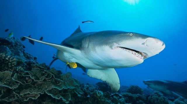 تصاعد الوفيات الناجمة عن عدوانية أسماك القرش تجاه البشر