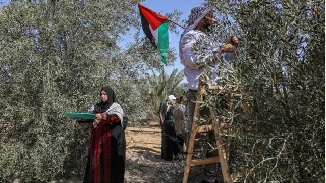 بين الحرب والإبادة البيئية.. عربي21 تواكب موسم الزيتون بغزة وجنوب لبنان