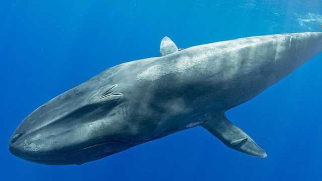 علماء يحلون لغز كيفية إصدار الحيتان أغانيها المعقدة في أعماق المحيطات