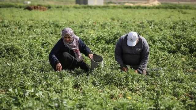 غزة تخسر 1.6 مليون دولار يوميا لتوقف الإنتاج الزراعي