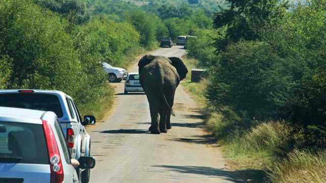 رئيس بوتسوانا يهدد بإرسال 20 ألف فيل لألمانيا