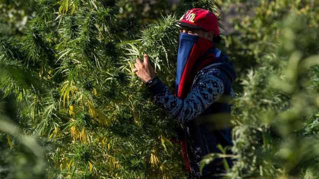 المغرب يكشف حجم أول محصول من الحشيشة بعد تقنين زراعتها