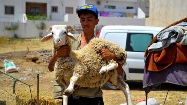 هل ألغت تونس ذبح الأضحية بسبب الجفاف؟.. ديوان الإفتاء يجيب