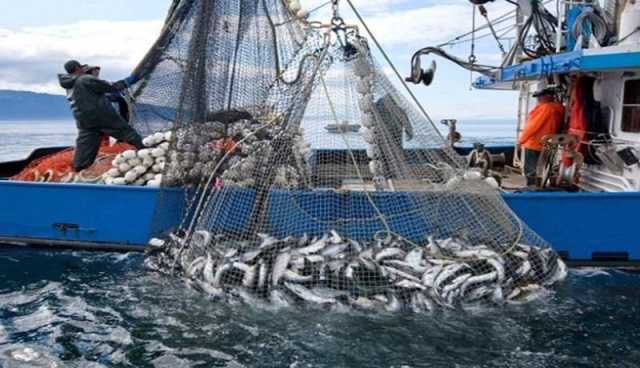بداني: الإنتاج الوطني من الثروة السمكية بلغ 112 ألف طن