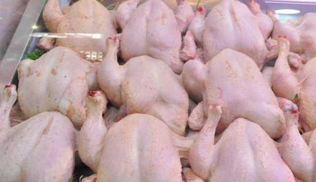 الشروع في تسويق 3 ٱلاف طن من الدجاج المستورد لضبط السوق