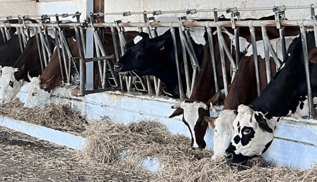 الجزائر وأمريكا: تبادل الخبرات في علم وراثة الأبقار