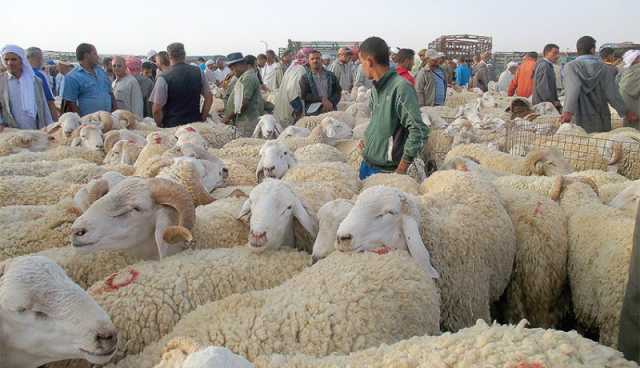 أم البواقي: غلق أسواق الماشية