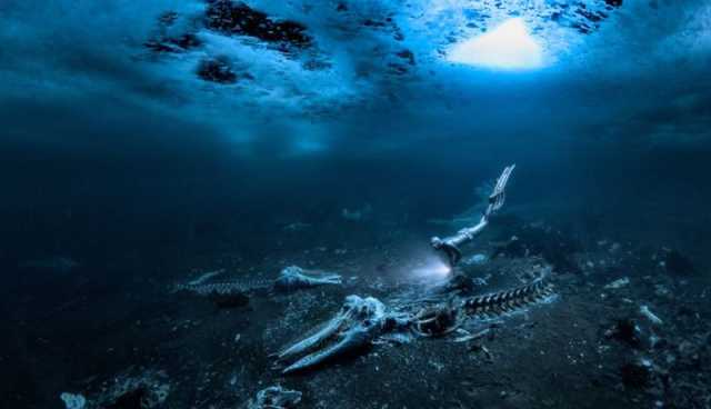 استكشاف خارق للطبيعة.. “عظام الحيتان” تفوز بجائزة أفضل صورة تحت الماء
